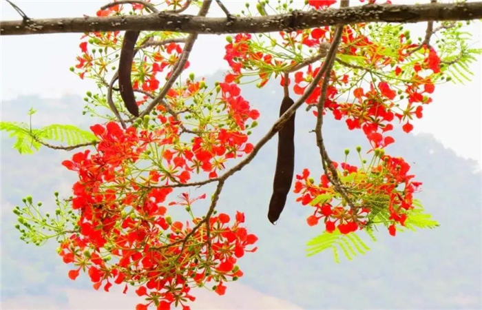 怒江旅游 鳳凰花開紅似火，峽谷賞花正當(dāng)時(shí)